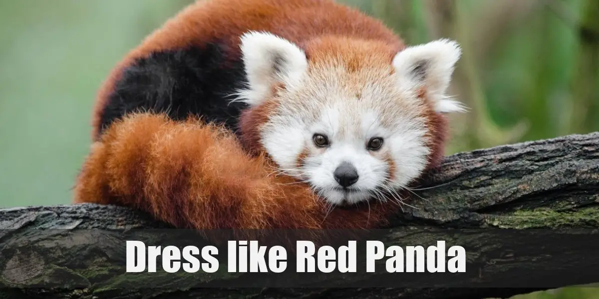 red panda baby costume